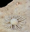 Wide Salenia Urchin Fossil - Late Cretaceous #39143-1